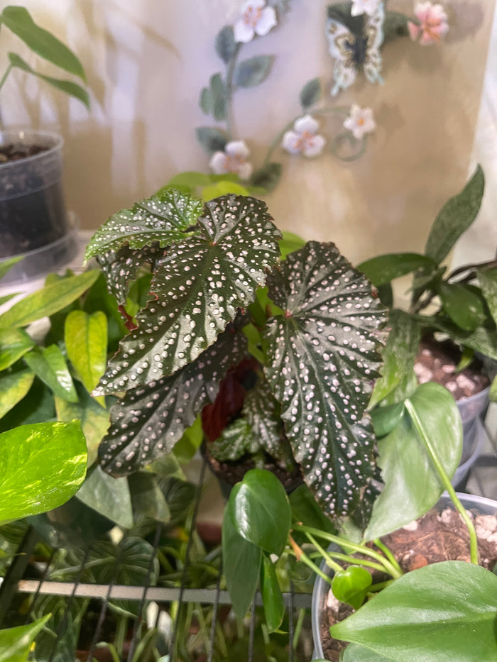 Begonia Angel Wing