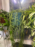 Hoya Linearis