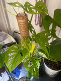 Monstera Adonsonii