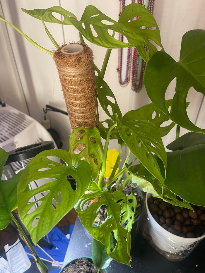 Monstera Adonsonii