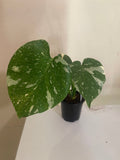Monstera Thai Constellation