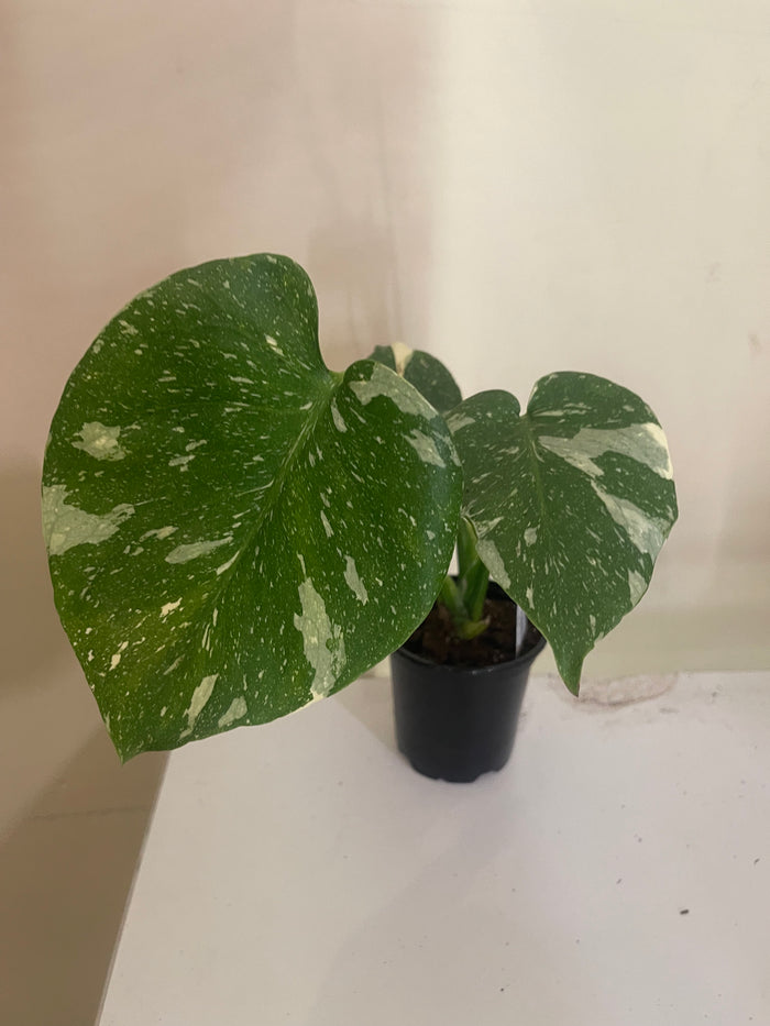 Monstera Thai Constellation