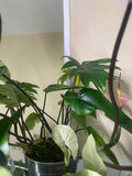 Philodendron Mayoi