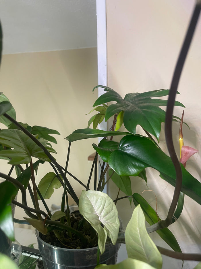 Philodendron Mayoi