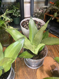 Snake Plant ‘Moonshine’