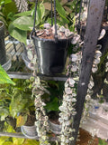 Variegated String of Hearts