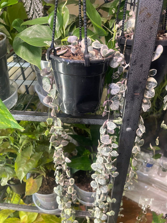 Variegated String of Hearts
